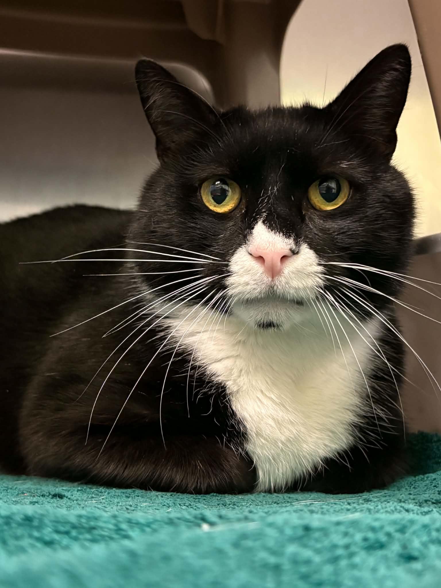 Sylvester, Adoptable, Adult Male Domestic Short Hair.