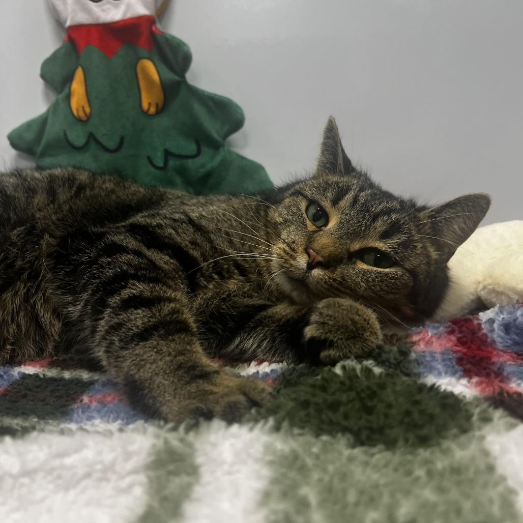 Enlarge Tenderheart, a Adoptable Domestic Short Hair in Fort Wayne, IN image 1/1