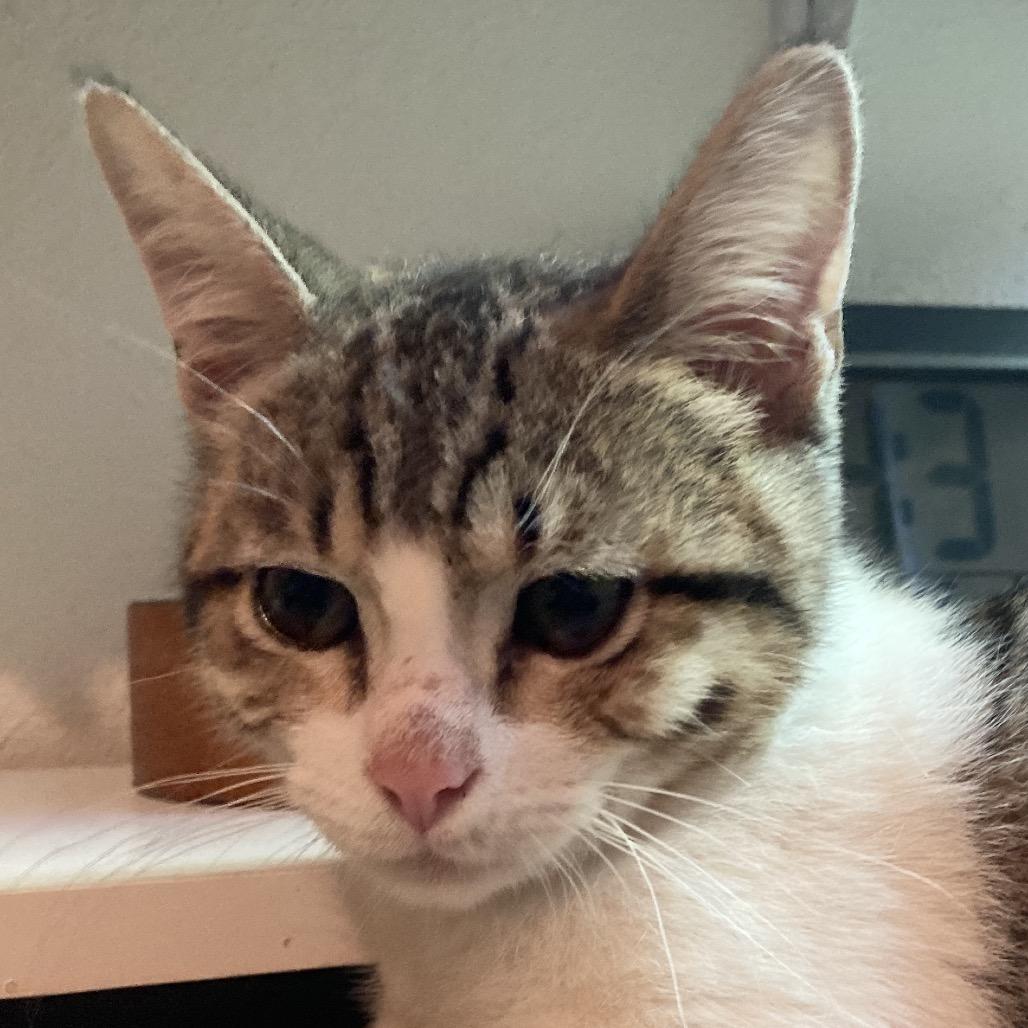 Megan, a Adoptable Domestic Short Hair in Fresno, CA image 1/3