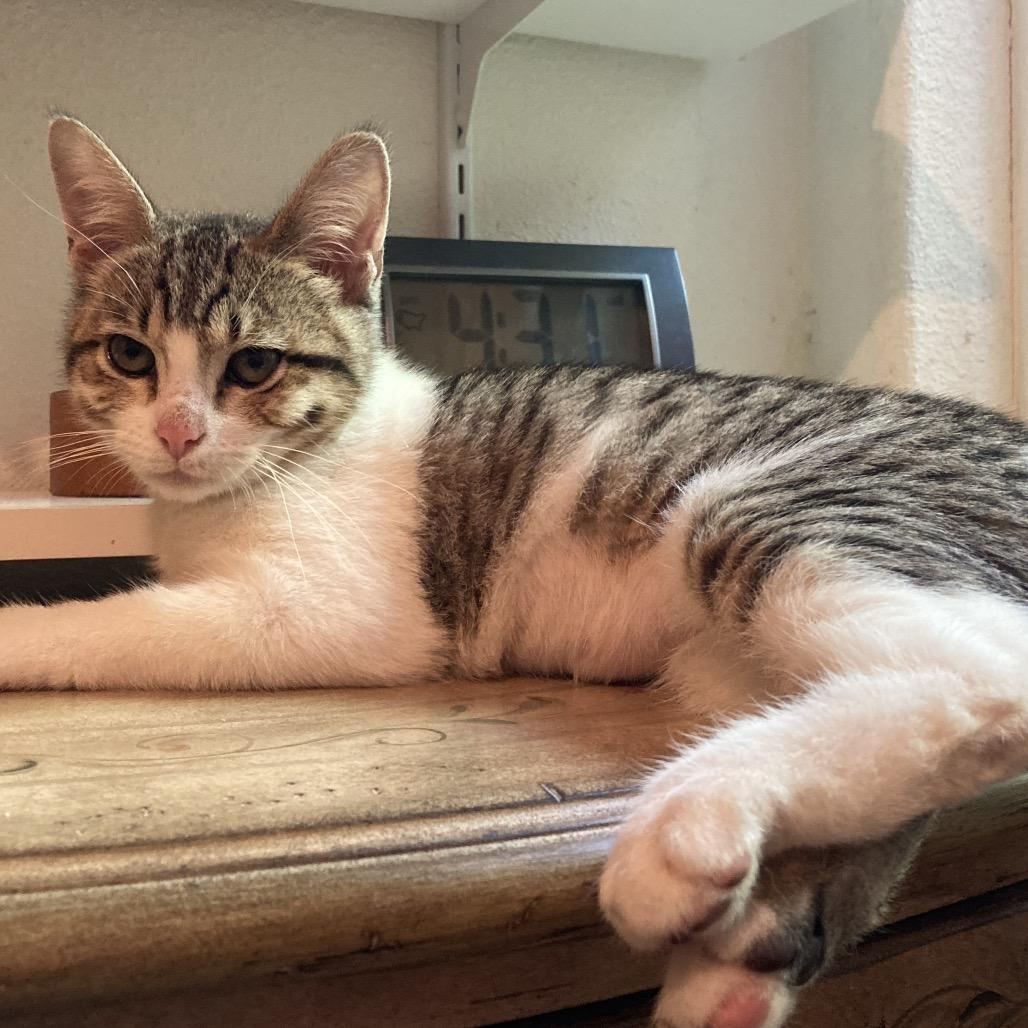 Megan, a Adoptable Domestic Short Hair in Fresno, CA image 2/3