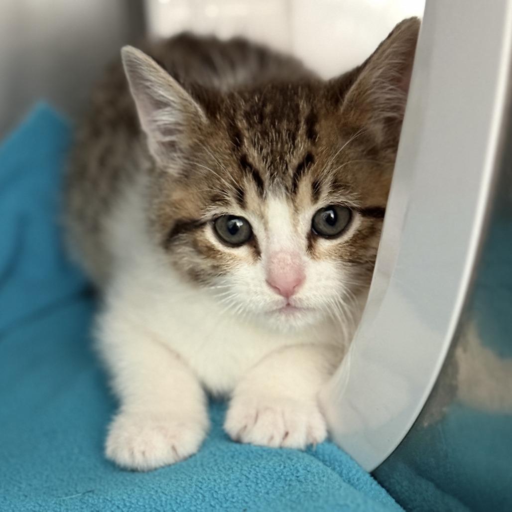 Megan, a Adoptable Domestic Short Hair in Fresno, CA image 3/3