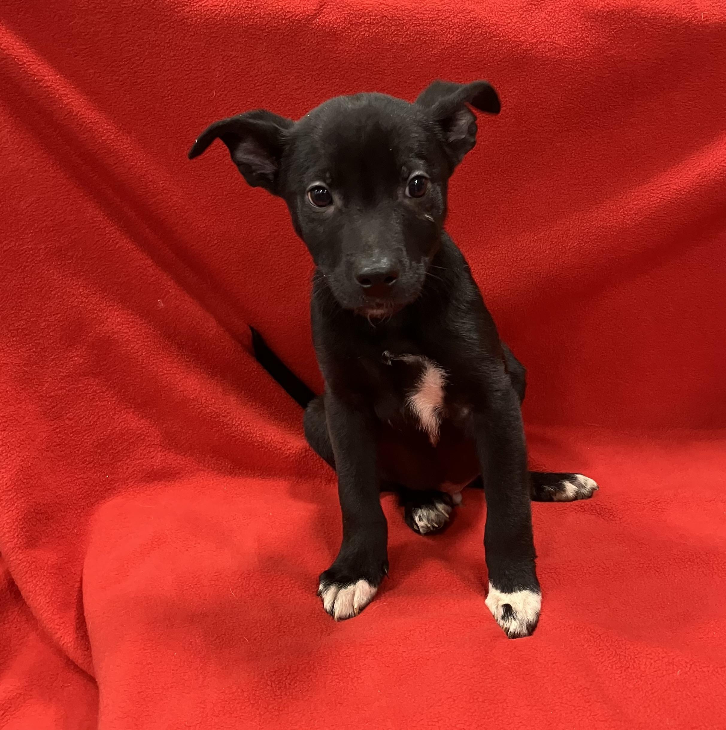 Enlarge Dilan, a ADOPTABLE mixed breed in Henderson, NV image 1/1