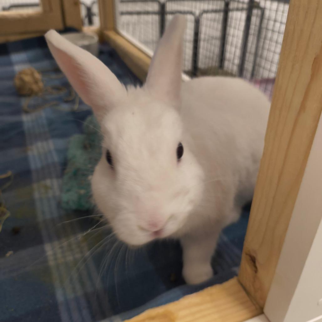 Junni, Adoptable, Adult Female Rex.