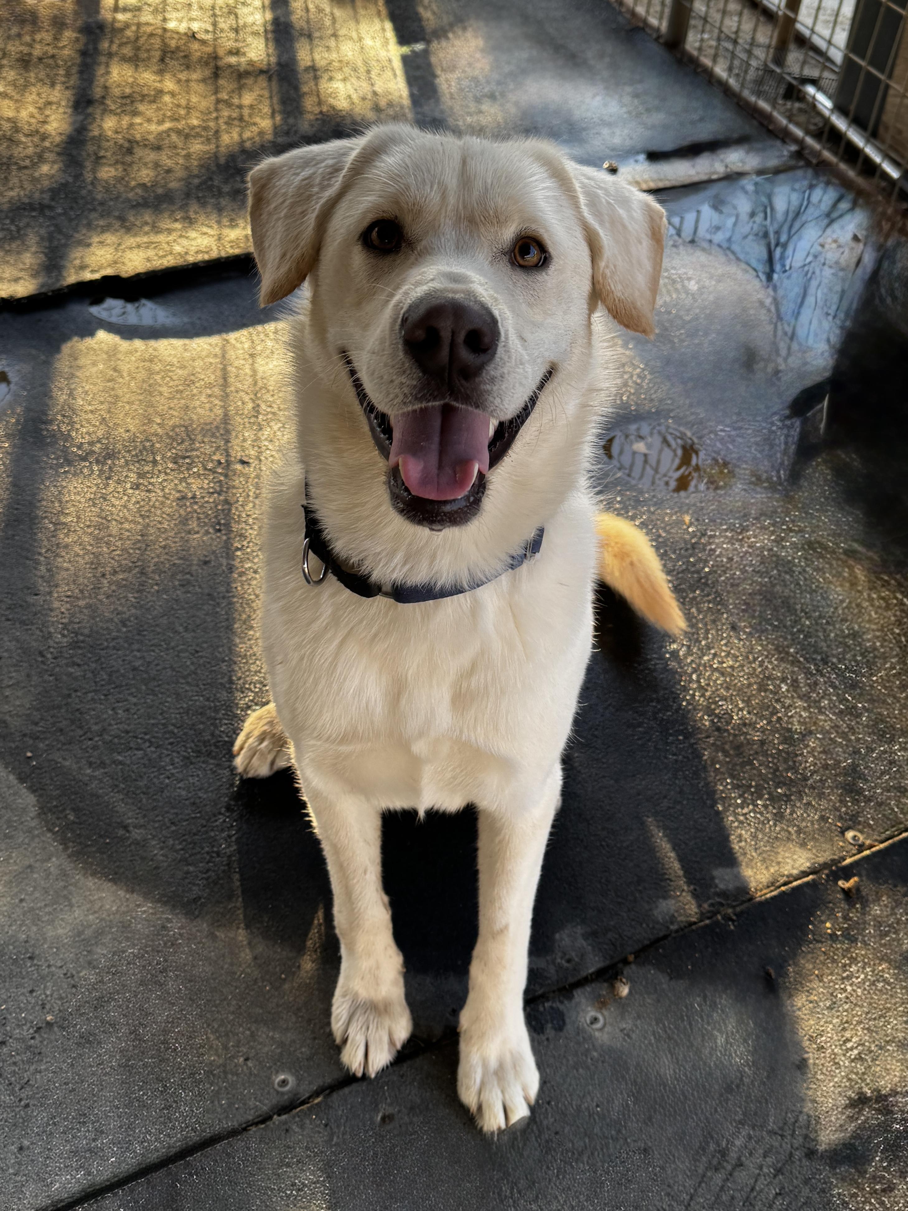 Pika, a ADOPTABLE mixed breed in Perris, CA image 4/6