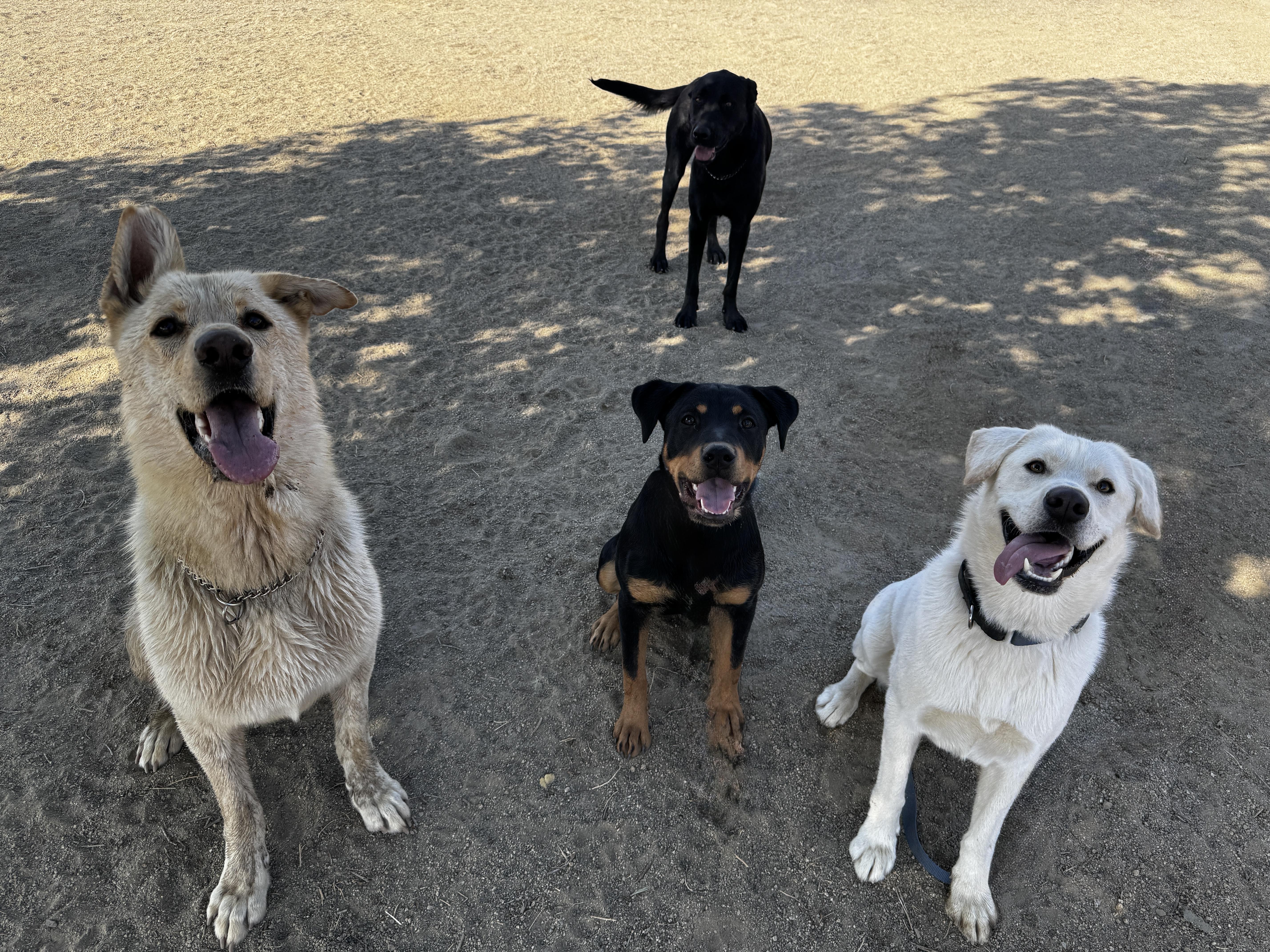 Pika, a ADOPTABLE mixed breed in Perris, CA image 2/6