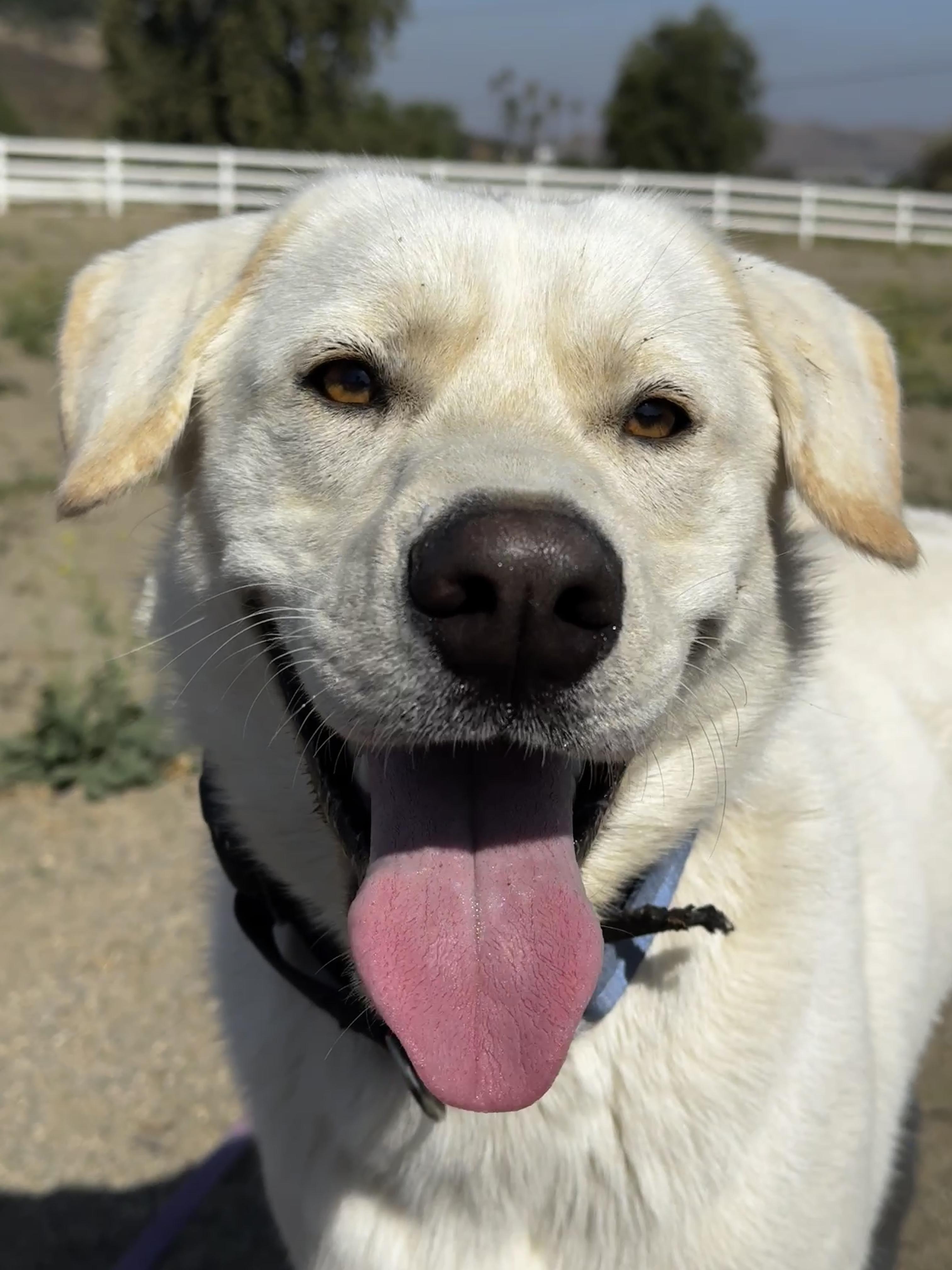 Pika, ADOPTABLE, Puppy Male Labrador Retriever & Golden Retriever.