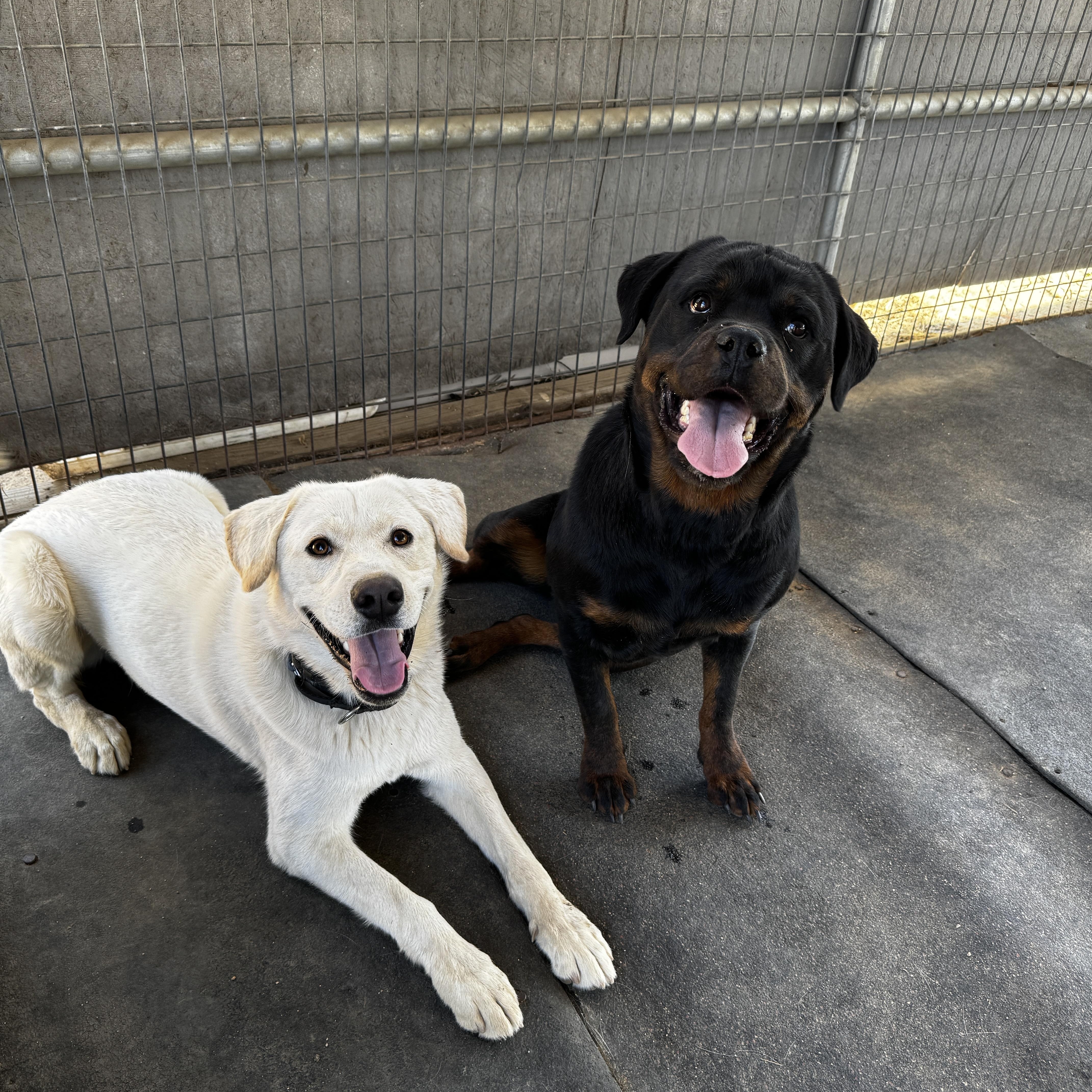 Pika, a ADOPTABLE mixed breed in Perris, CA image 5/6