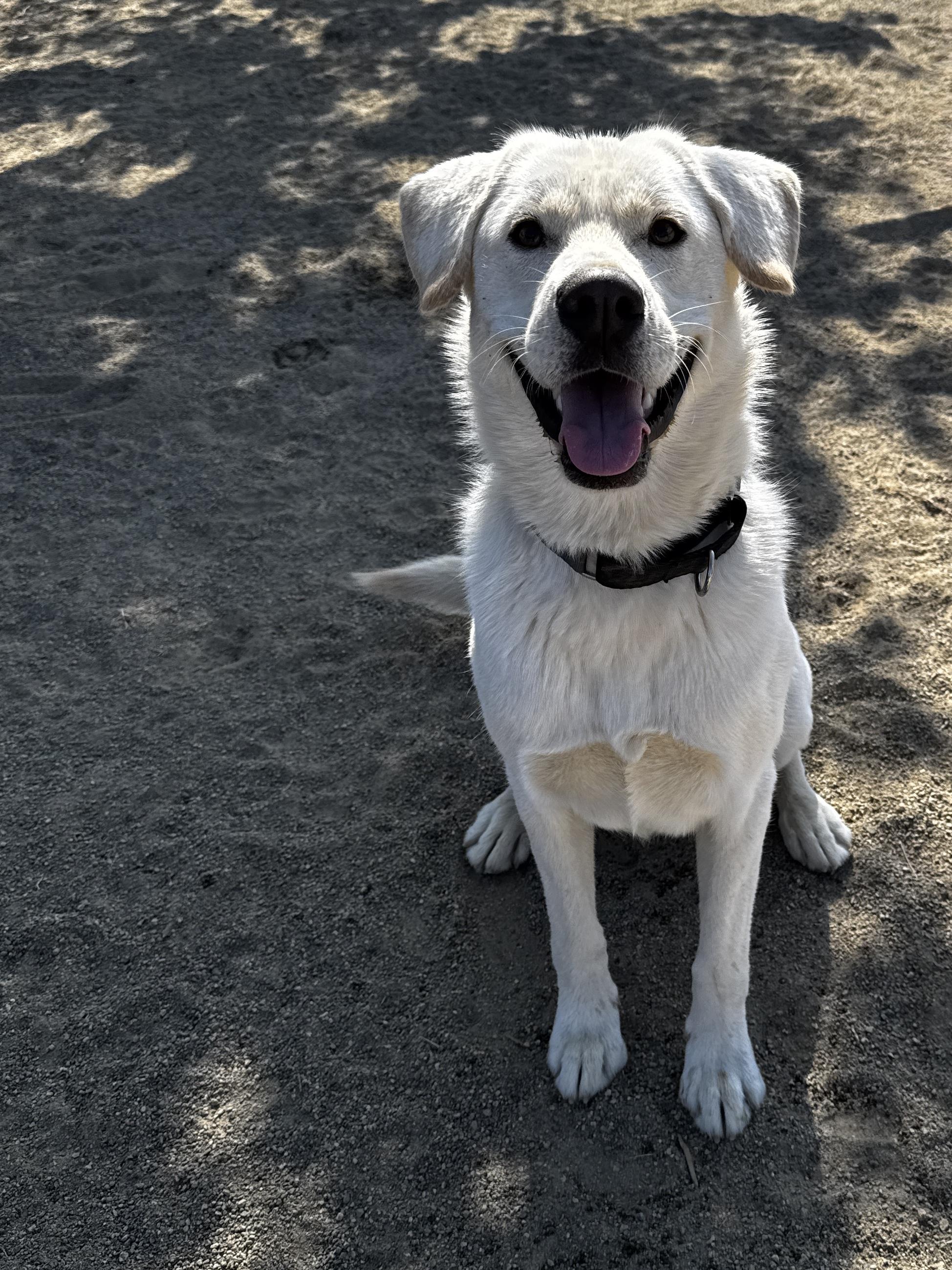 Pika, a ADOPTABLE mixed breed in Perris, CA image 3/6