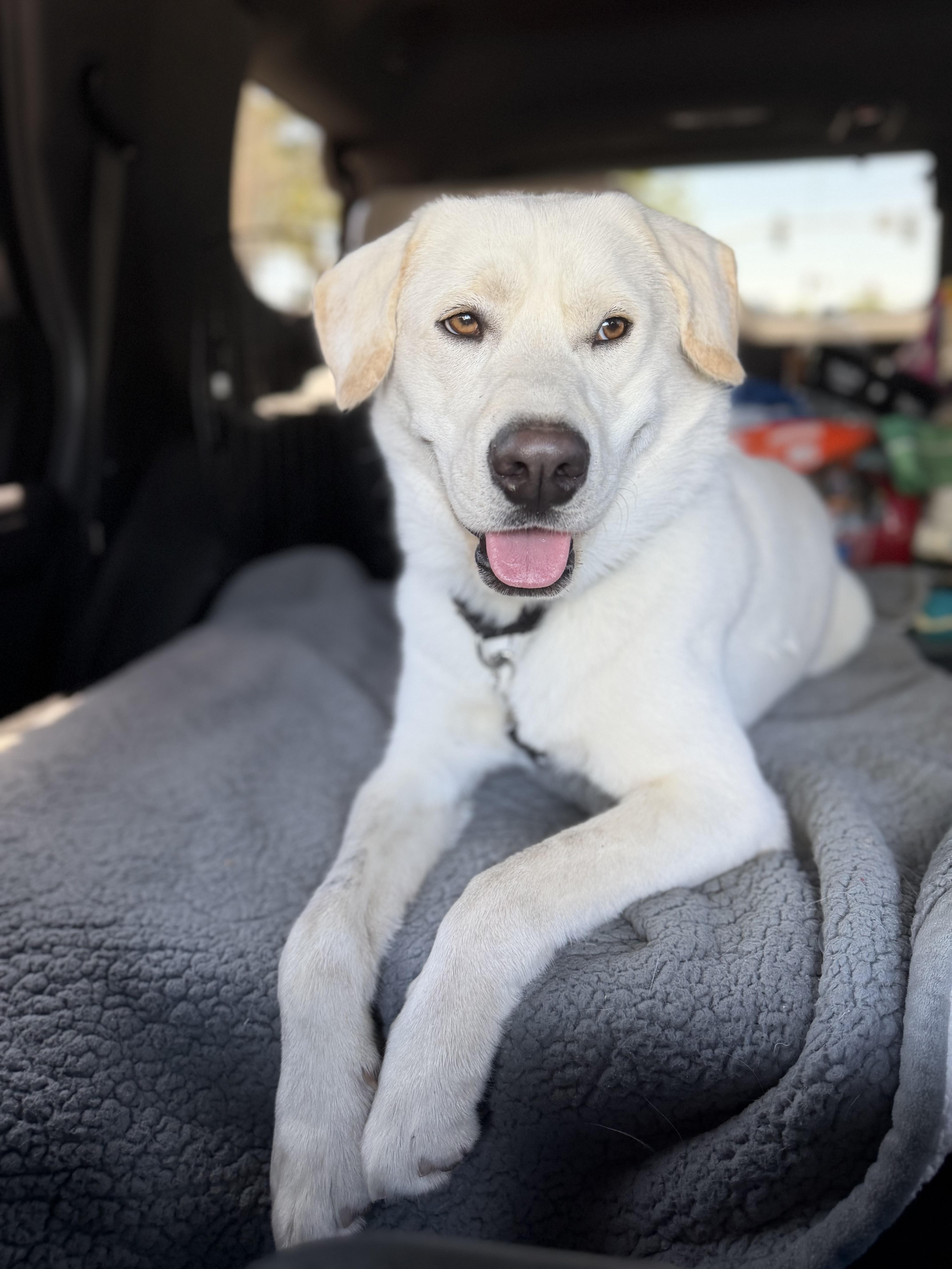 Pika, a ADOPTABLE mixed breed in Perris, CA image 6/6