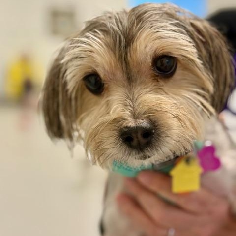 Enlarge Celesa, a Adoptable Shorkie in Plano, TX image 1/3