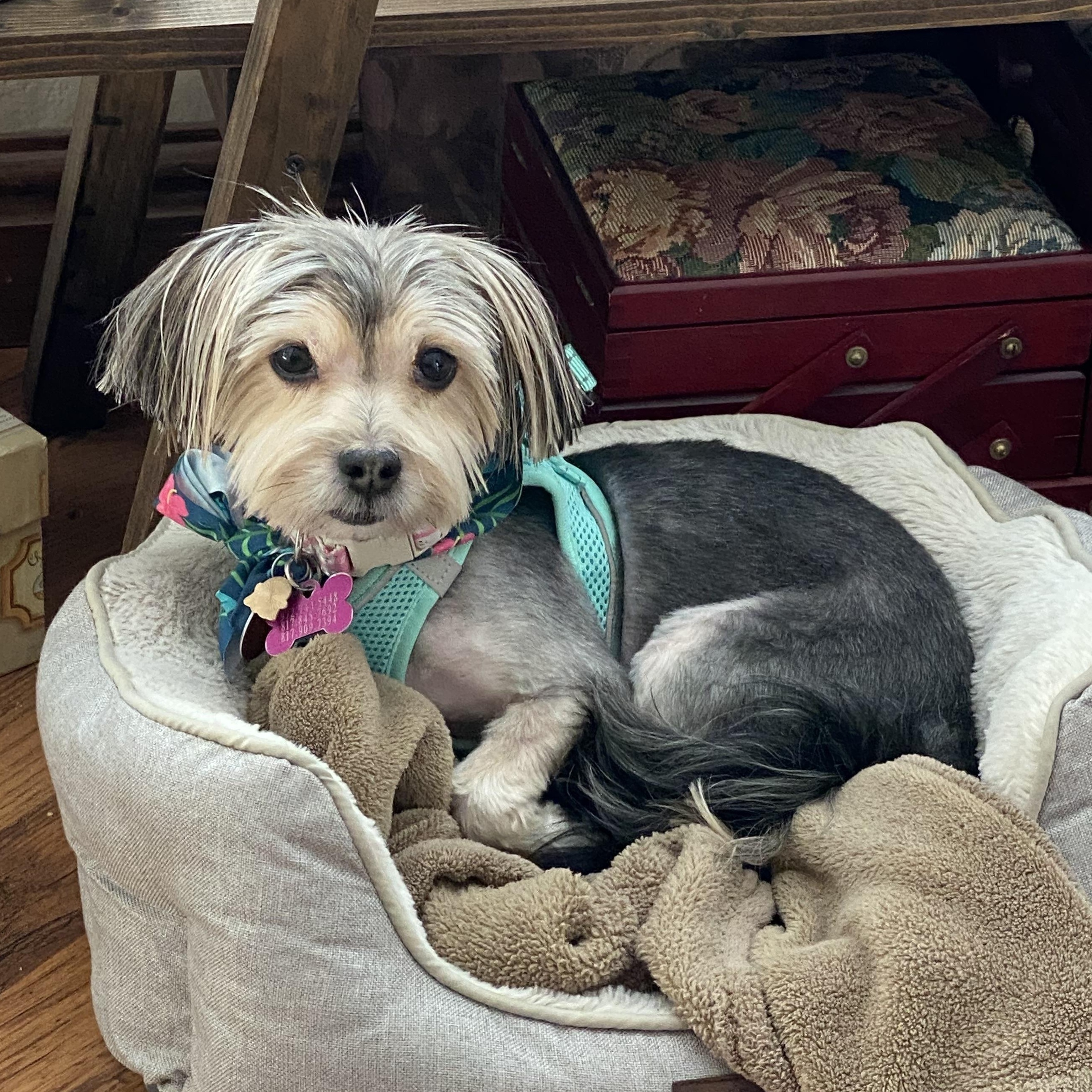 Enlarge Celesa, a Adoptable Shorkie in Plano, TX image 3/3