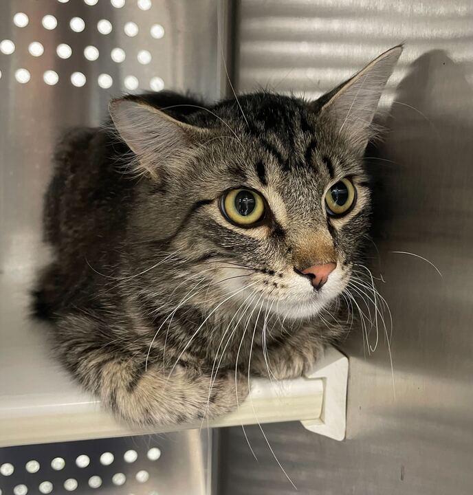 Theo, ADOPTABLE, Young Male Domestic Short Hair.
