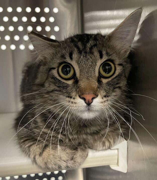 Theo, a ADOPTABLE Domestic Short Hair in Jackson, MI image 2/4