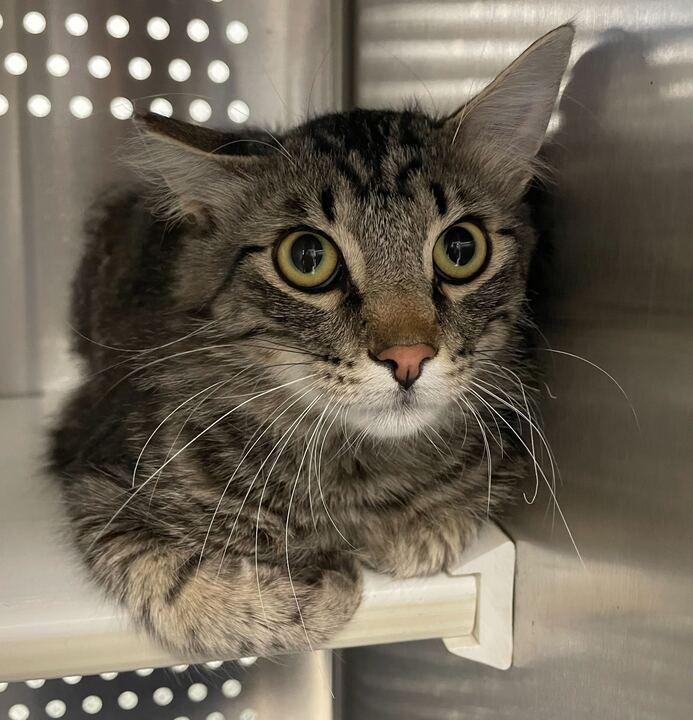Theo, a ADOPTABLE Domestic Short Hair in Jackson, MI image 4/4