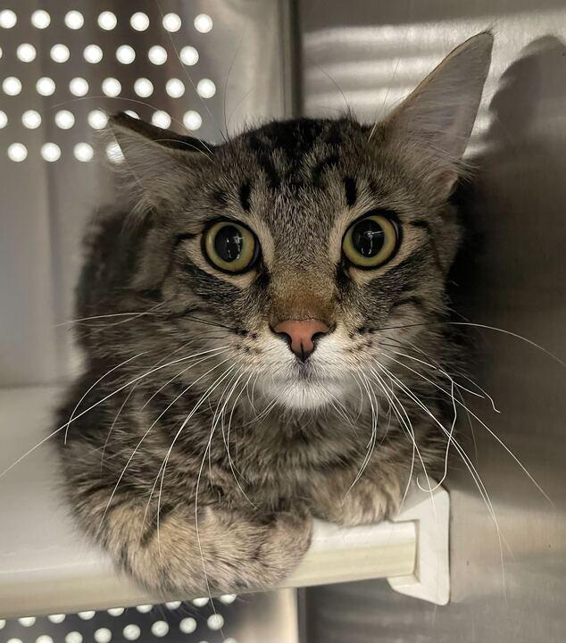 Theo, a ADOPTABLE Domestic Short Hair in Jackson, MI image 3/4
