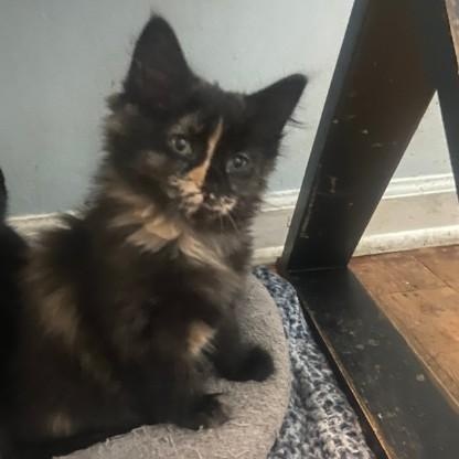 Enlarge Suzie Coleman, a Adoptable Domestic Medium Hair in Denver, CO image 2/3