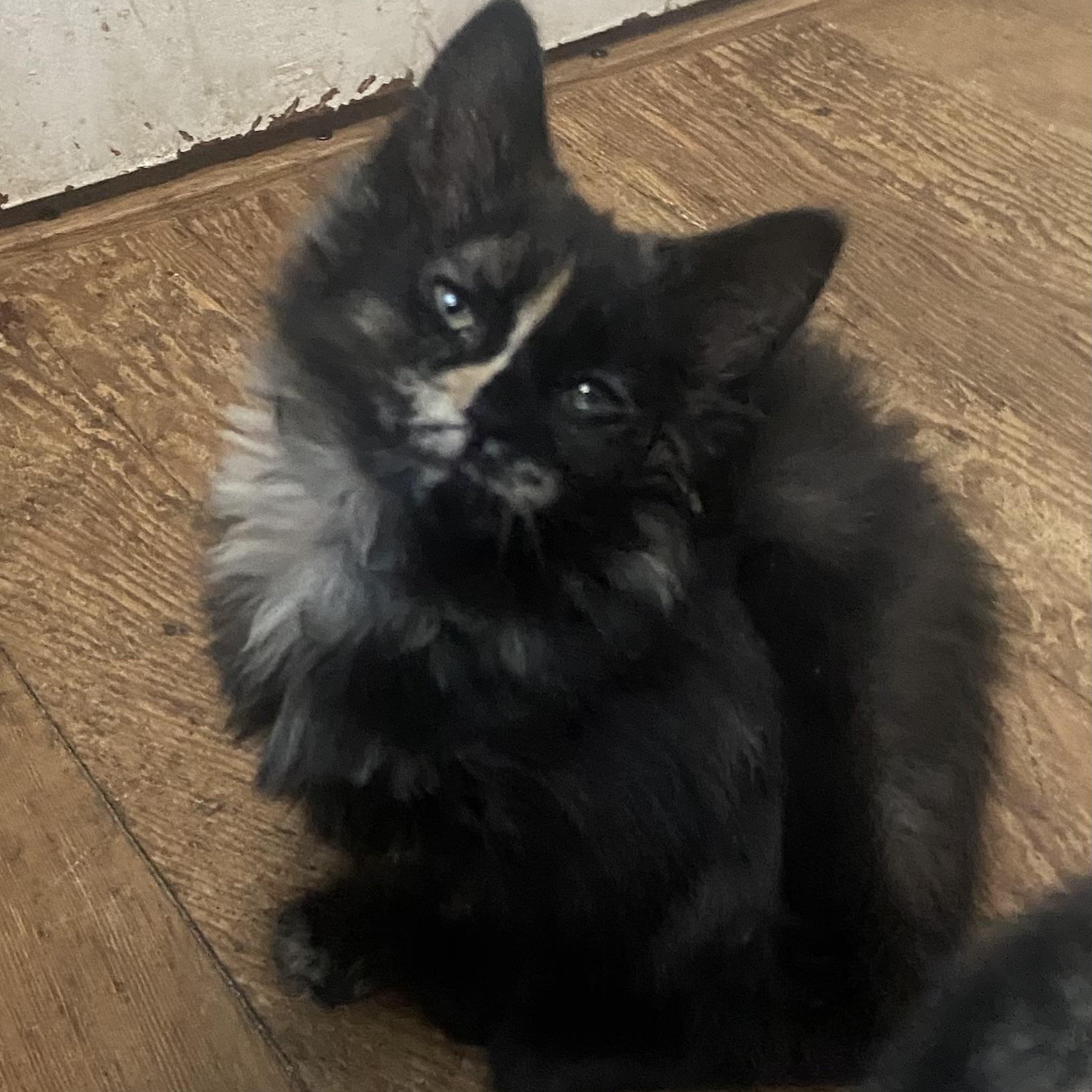Suzie Coleman, Adoptable, Kitten Female Domestic Medium Hair.