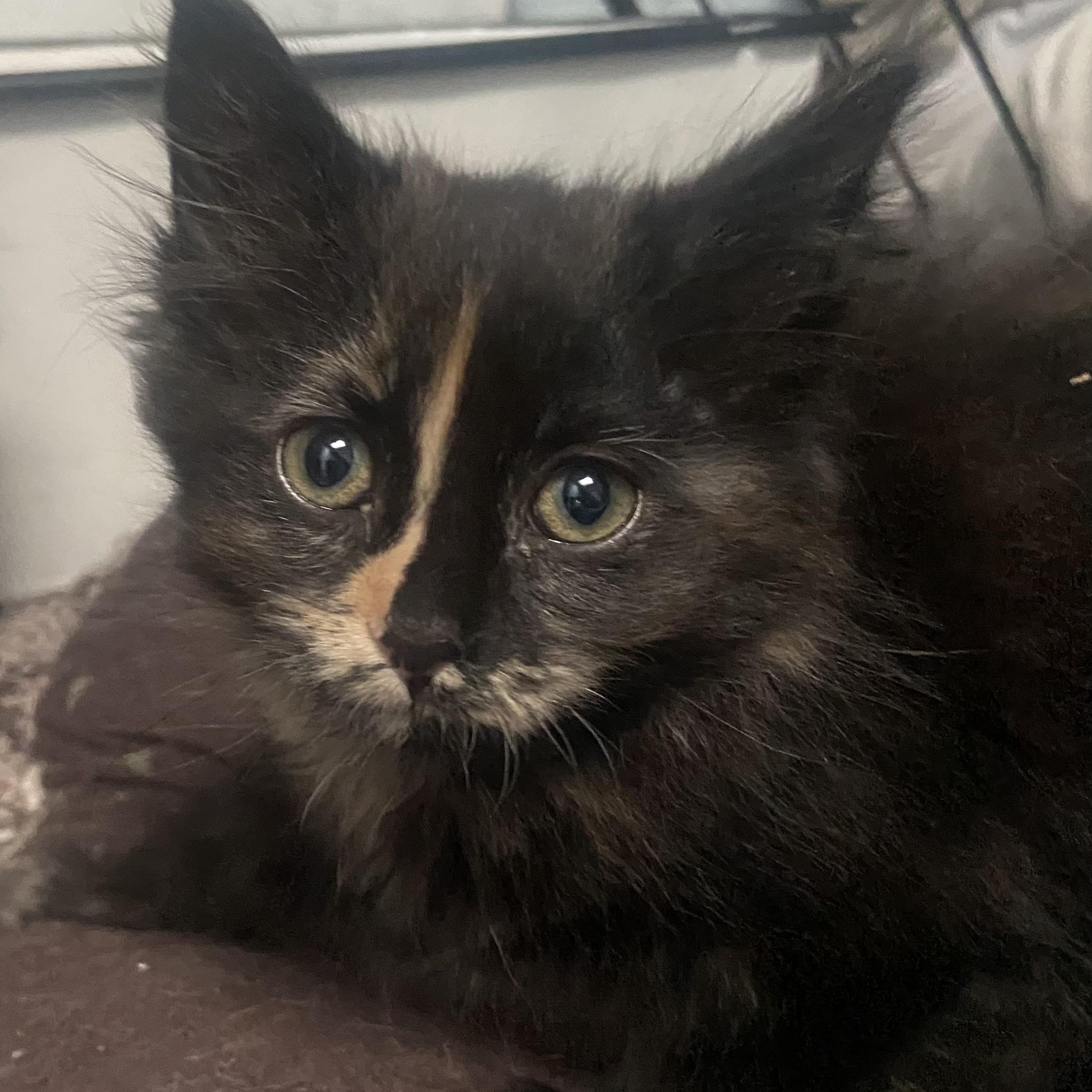 Enlarge Suzie Coleman, a Adoptable Domestic Medium Hair in Denver, CO image 3/3