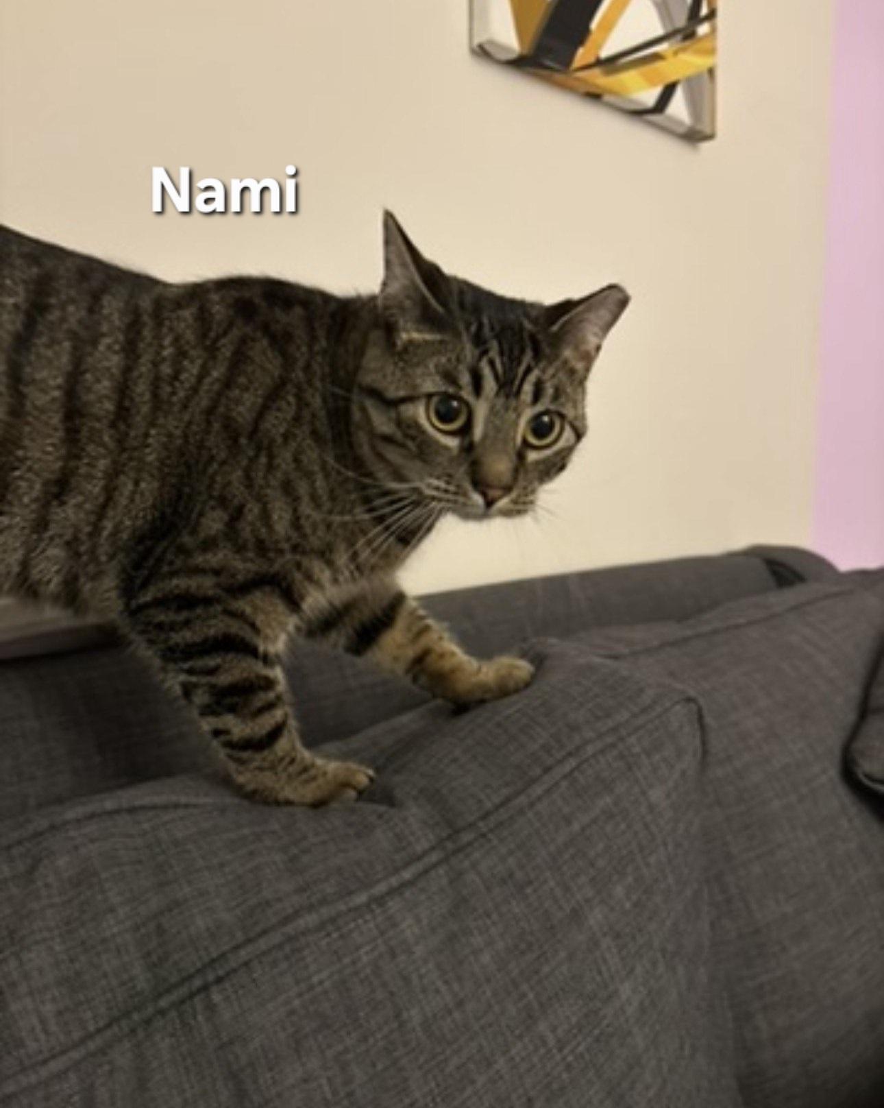 Enlarge Nami and Robin, a ADOPTABLE Domestic Short Hair in Temple, PA image 3/6