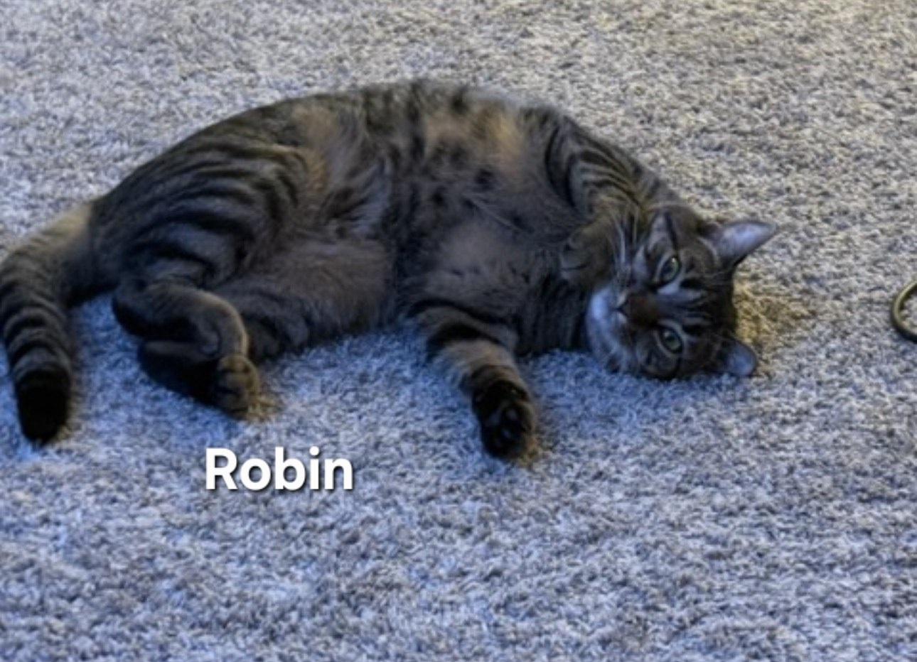 Enlarge Nami and Robin, a ADOPTABLE Domestic Short Hair in Temple, PA image 6/6