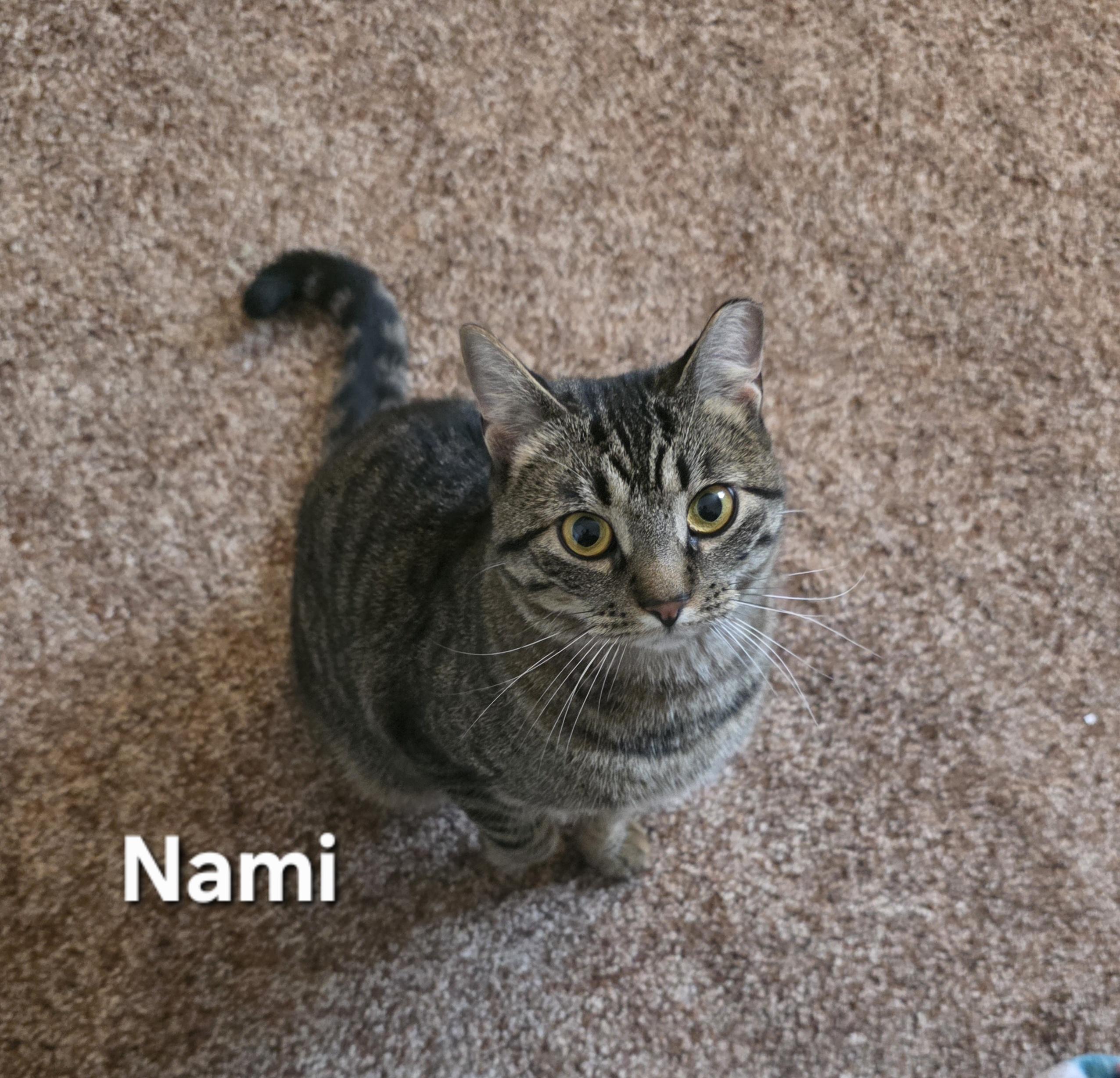 Enlarge Nami and Robin, a ADOPTABLE Domestic Short Hair in Temple, PA image 1/6