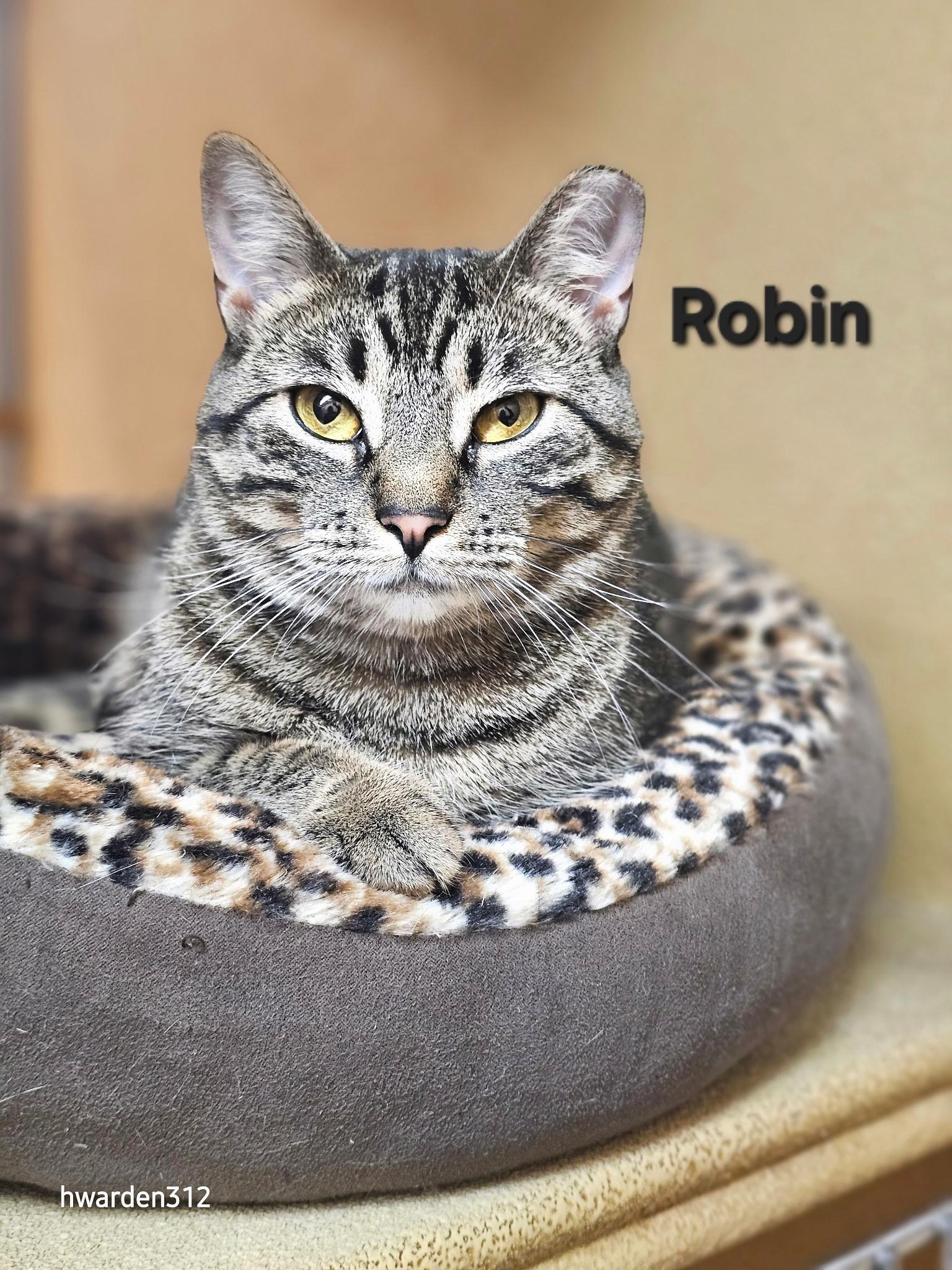 Enlarge Nami and Robin, a ADOPTABLE Domestic Short Hair in Temple, PA image 4/6