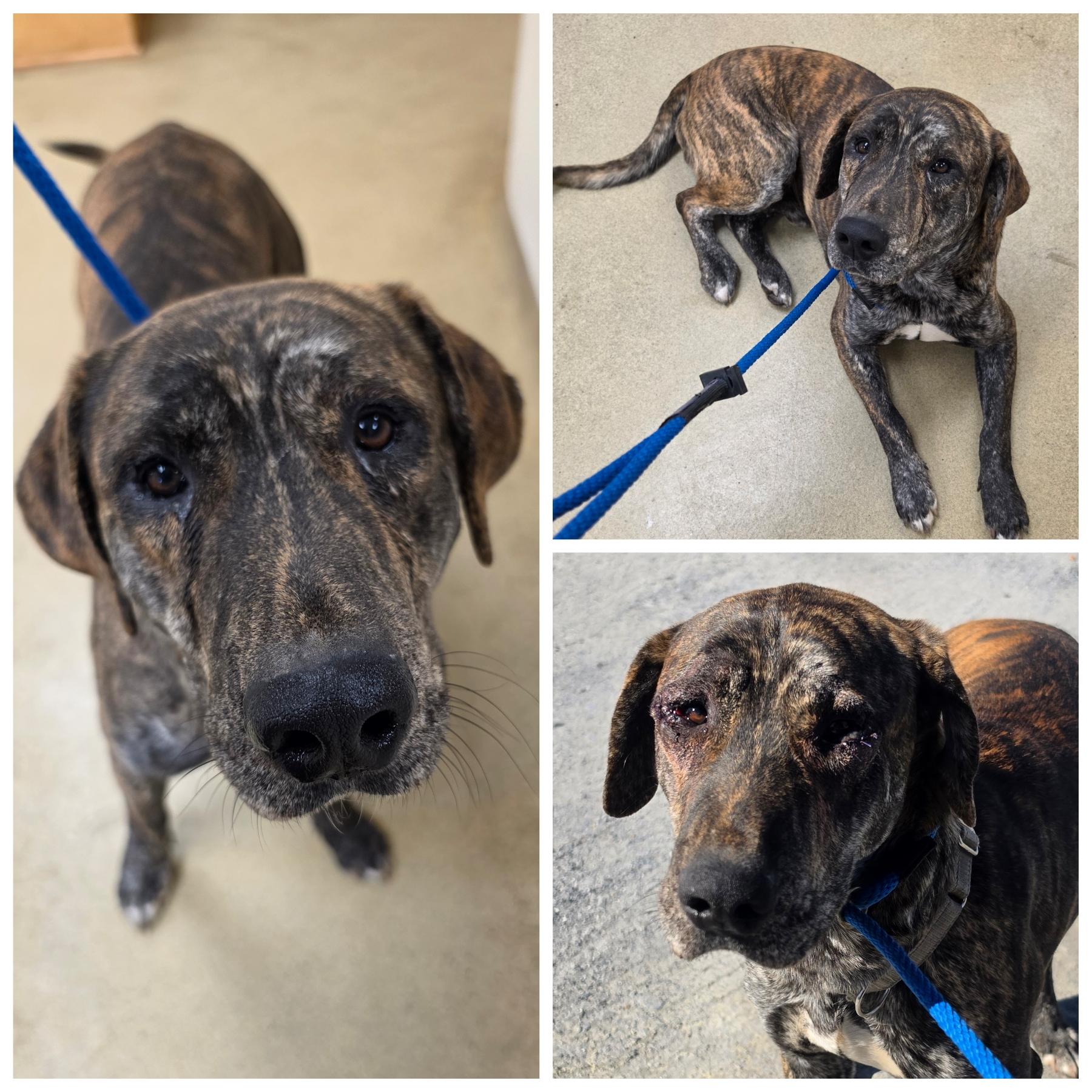 Enlarge Blaze, a ADOPTABLE mixed breed in Blacksburg, SC image 1/2