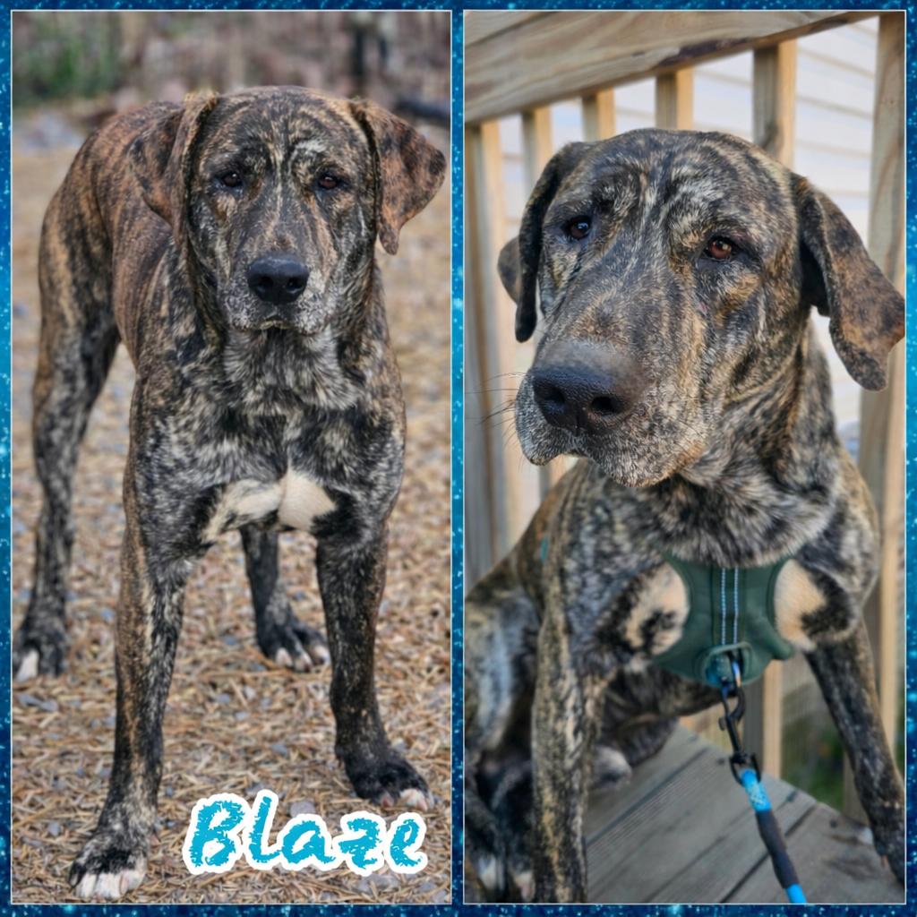 Enlarge Blaze, a ADOPTABLE mixed breed in Blacksburg, SC image 2/2