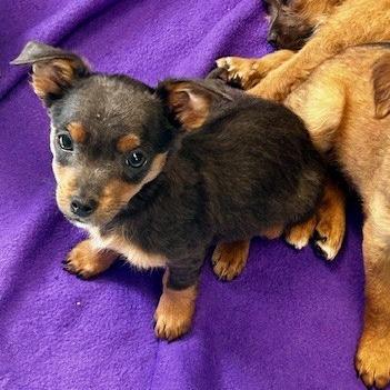 Enlarge Monica, a Adoptable Mixed Breed in Poplar Bluff, MO image 2/5