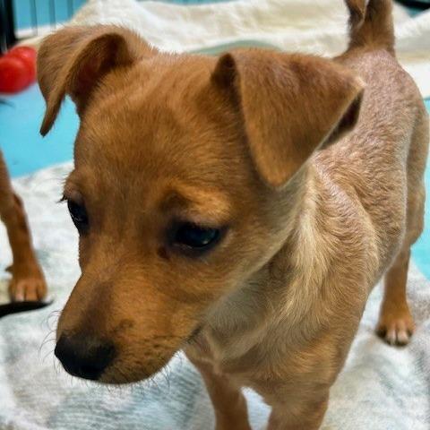 Enlarge Monica, a Adoptable Mixed Breed in Poplar Bluff, MO image 1/3