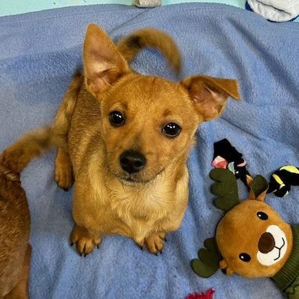 Enlarge Monica, a Adoptable Mixed Breed in Poplar Bluff, MO image 2/3