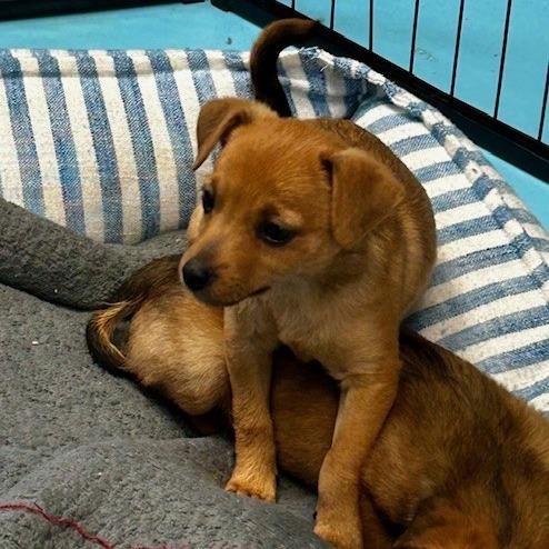 Enlarge Monica, a Adoptable Mixed Breed in Poplar Bluff, MO image 3/5