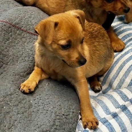 Enlarge Monica, a Adoptable Mixed Breed in Poplar Bluff, MO image 4/5