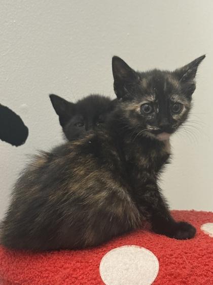 Brittney, Adoptable, Young Female Domestic Short Hair & Domestic Short Hair.