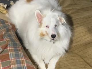 porthos, Adoptable, Adult Male Shetland Sheepdog / Sheltie.