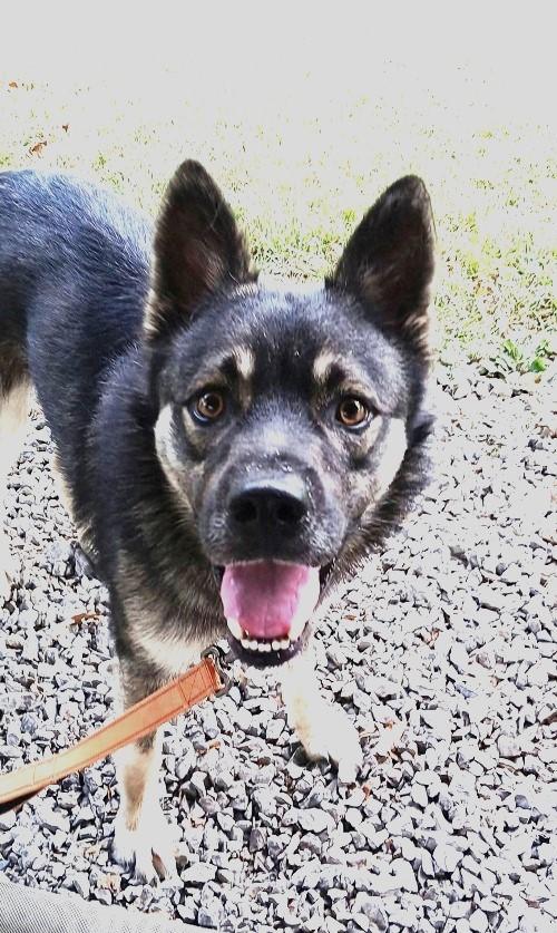 Enlarge ROSCOE, a Adoptable Shepherd in Pegram, TN image 5/6