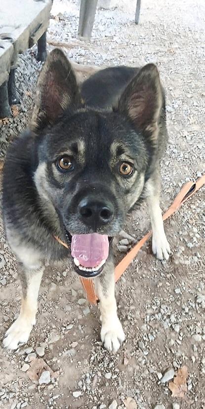 Enlarge ROSCOE, a Adoptable Shepherd in Pegram, TN image 4/6