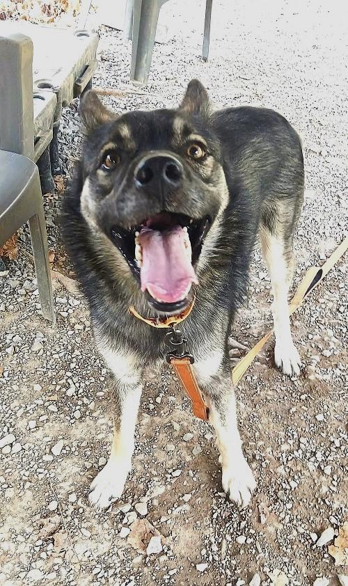 Enlarge ROSCOE, a Adoptable Shepherd in Pegram, TN image 6/6