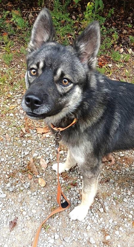 Enlarge ROSCOE, a Adoptable Shepherd in Pegram, TN image 1/6