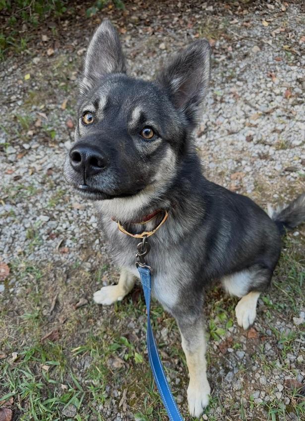 Enlarge ROSCOE, a Adoptable Shepherd in Pegram, TN image 3/6
