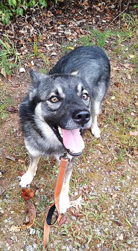 Enlarge ROSCOE, a Adoptable Shepherd in Pegram, TN image 2/6