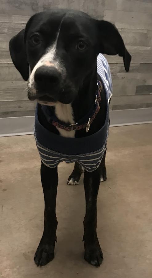 Enlarge Prada, a Adoptable mixed breed in Buena Vista, CO image 2/3