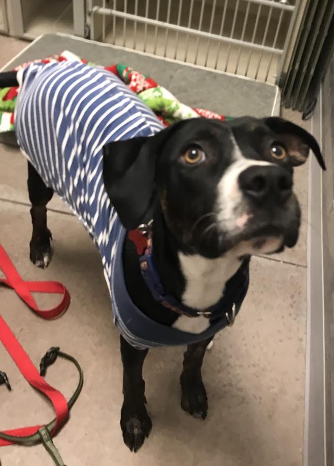 Prada, Adoptable, Young Female Black Labrador Retriever & Boxer.