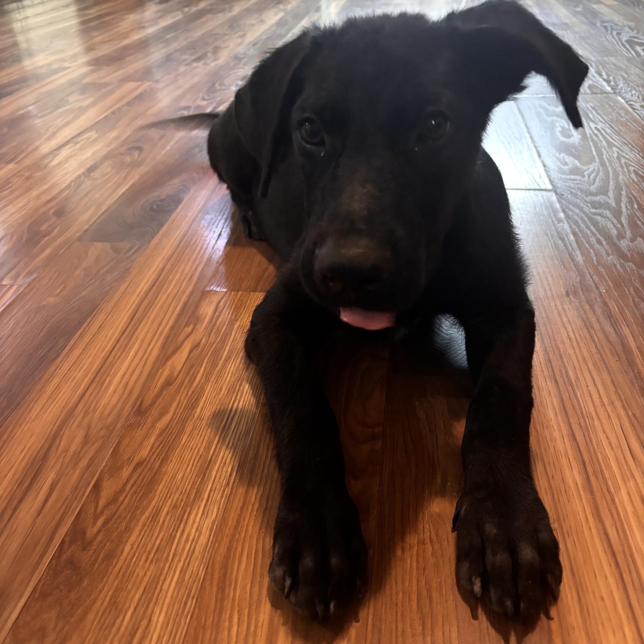 Rico, ADOPTABLE, Puppy Male Black Labrador Retriever.