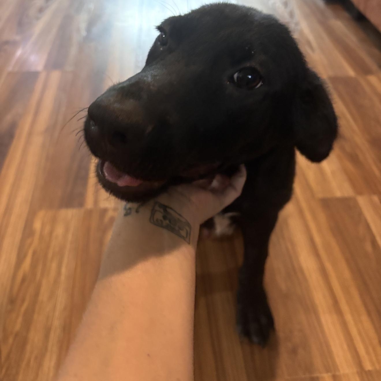 Enlarge Rico, a ADOPTABLE mixed breed in Barkhamsted, CT image 2/4