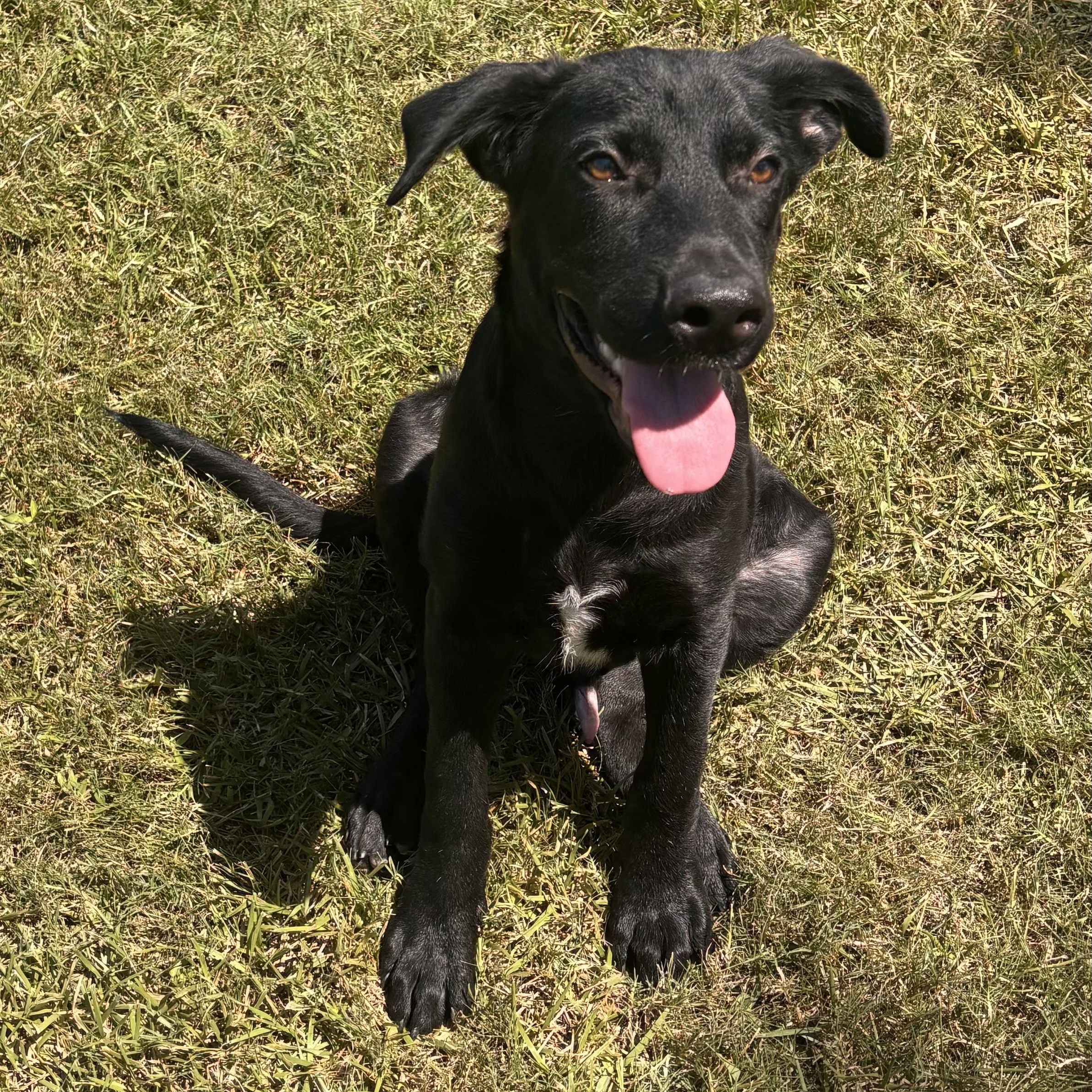 Rico, ADOPTABLE, Puppy Male Black Labrador Retriever.