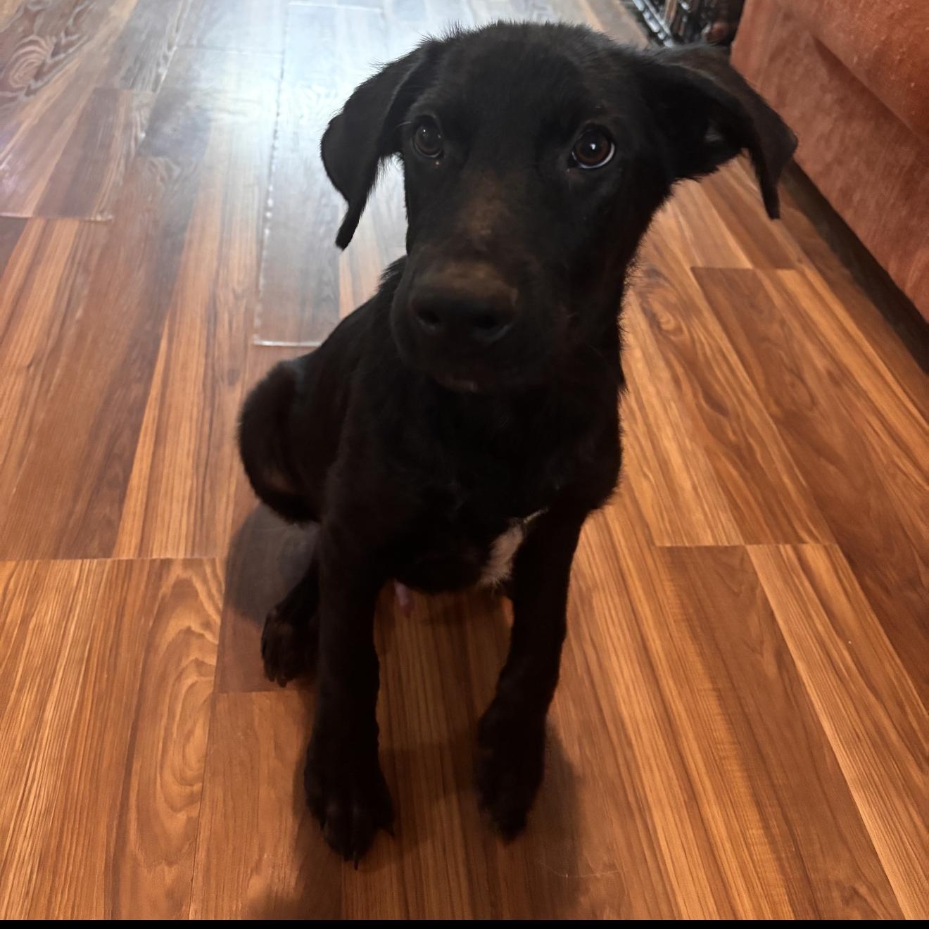 Enlarge Rico, a ADOPTABLE mixed breed in Barkhamsted, CT image 4/4