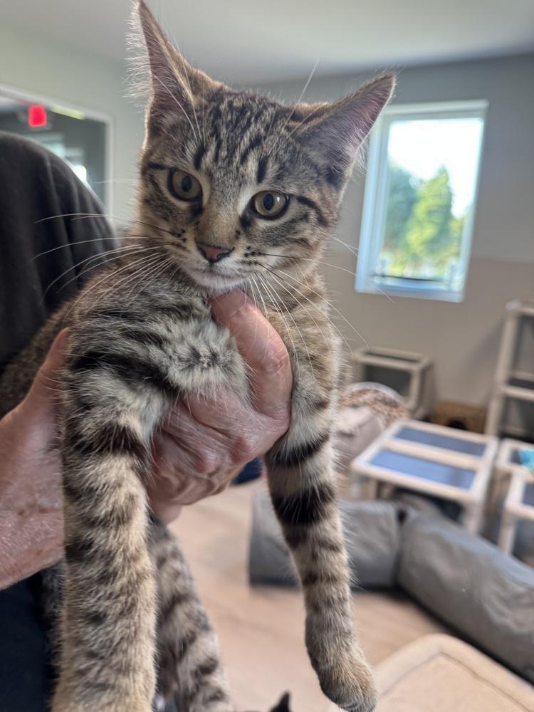Warren, Adoptable, Kitten Male Domestic Short Hair.