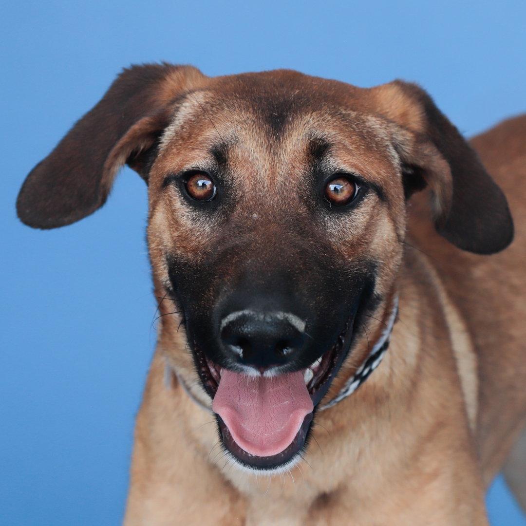 PAYTON, a Adoptable Shepherd in Pasadena, CA image 2/2