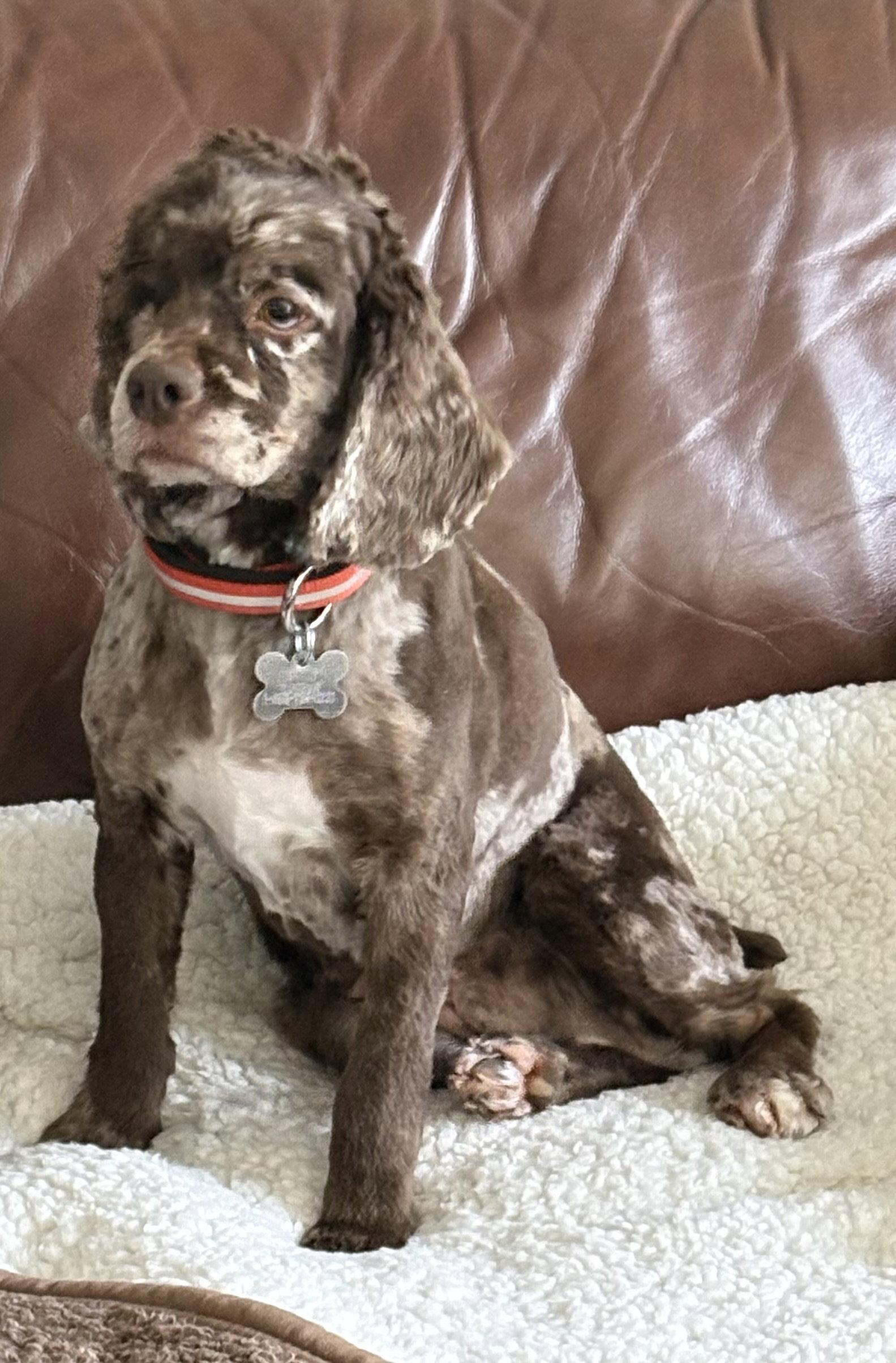 Cuddles 4417, Adopted, Adult Female Cocker Spaniel.